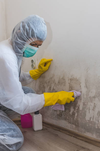 Best Biohazard Mold Removal  in Junction, TX